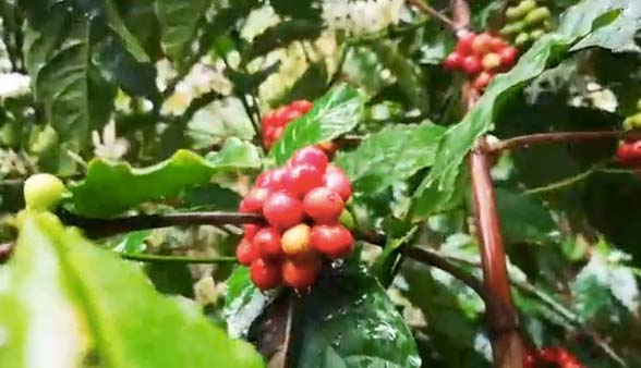Coffee Beans for Cappuccino