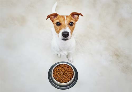 Can Dogs Eat Coffee Beans?