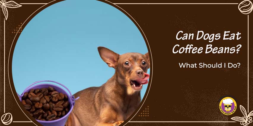 Can Dogs Eat Coffee Beans?
