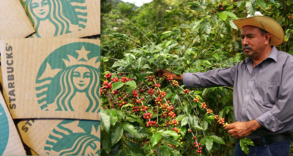 Is Starbucks Coffee Organic?
