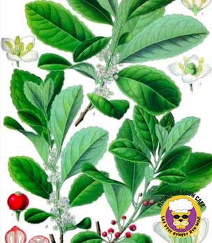 Yerba Mate vs Coffee
