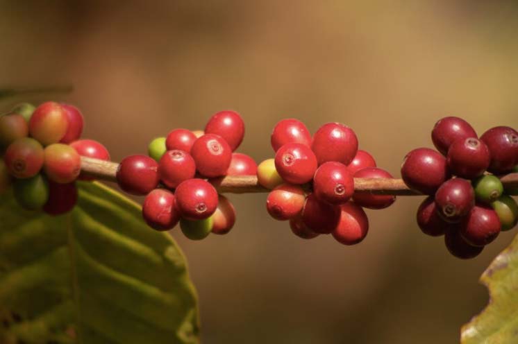 Difference Between Arabica and Robusta