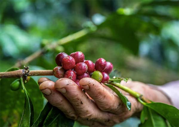 Difference Between Arabica and Robusta