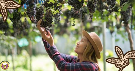 Wine Festivals in North Dakota